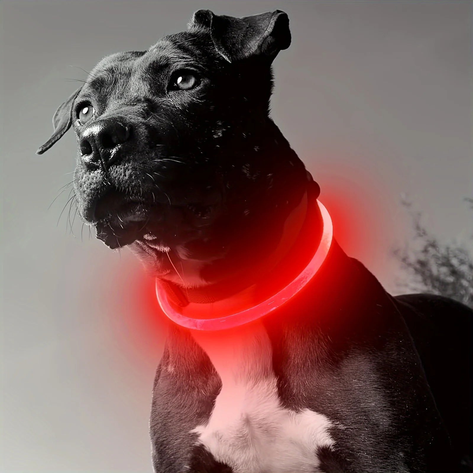 LED Glow Safety Dog Collar – Rechargeable Light Up Pet Neck Ring UK